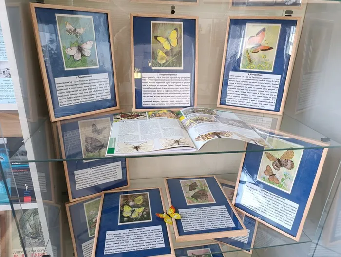 Бабочки Арктики